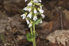 Purple Cress, Cardamine douglassii