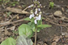 Purple Cress, Cardamine douglassii