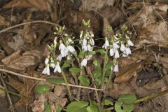 Purple Cress, Cardamine douglassii