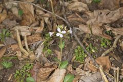 Purple Cress, Cardamine douglassii