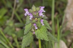 Purple Deadnettle, Lamium purpureum