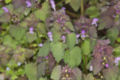 Purple Deadnettle, Lamium purpureum