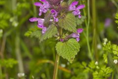 Purple Deadnettle, Lamium purpureum