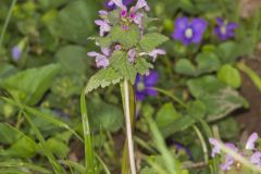 Purple Deadnettle, Lamium purpureum