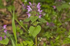 Purple Deadnettle, Lamium purpureum