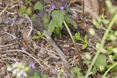Purple Deadnettle, Lamium purpureum