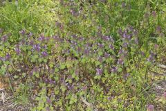 Purple Deadnettle, Lamium purpureum
