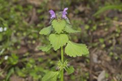 Purple Deadnettle, Lamium purpureum