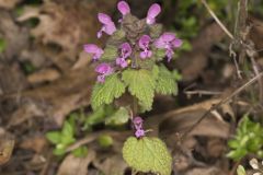 Purple Deadnettle, Lamium purpureum