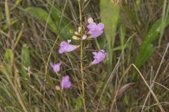 Purple False Foxglove, Agalinis purpurea