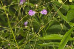 Purple False Foxglove, Agalinis purpurea