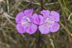 Purple False Foxglove, Agalinis purpurea