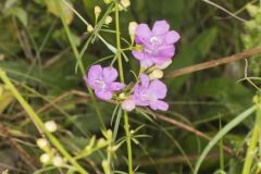 Purple False Foxglove, Agalinis purpurea