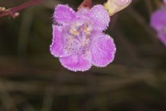 Purple False Foxglove, Agalinis purpurea