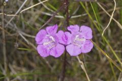 Purple False Foxglove, Agalinis purpurea