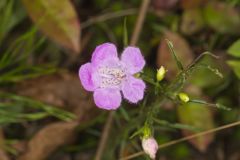 Purple False Foxglove, Agalinis purpurea