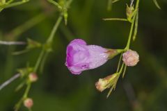 Purple False Foxglove, Agalinis purpurea