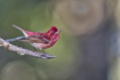 Purple Finch, Carpodacus purpureus