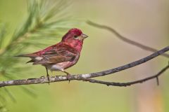 Purple Finch, Carpodacus purpureus