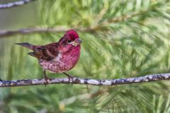 Purple Finch, Carpodacus purpureus