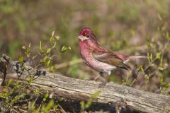 Purple Finch, Carpodacus purpureus