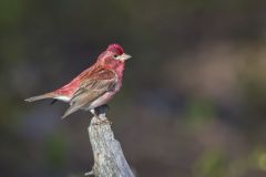 Purple Finch, Carpodacus purpureus