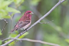 Purple Finch, Carpodacus purpureus