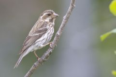 Purple Finch, Carpodacus purpureus