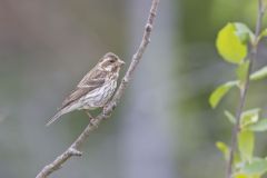 Purple Finch, Carpodacus purpureus