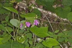 Purple-flowering Raspberry, Rubus odoratus