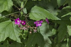 Purple-flowering Raspberry, Rubus odoratus