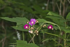 Purple-flowering Raspberry, Rubus odoratus