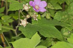 Purple-flowering Raspberry, Rubus odoratus