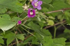 Purple-flowering Raspberry, Rubus odoratus