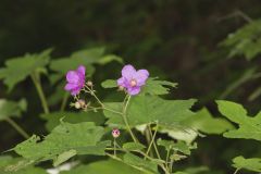 Purple-flowering Raspberry, Rubus odoratus