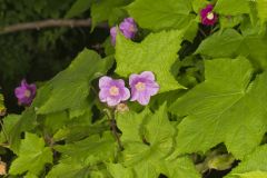 Purple-flowering Raspberry, Rubus odoratus