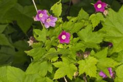 Purple-flowering Raspberry, Rubus odoratus