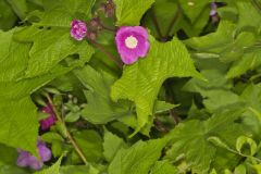 Purple-flowering Raspberry, Rubus odoratus