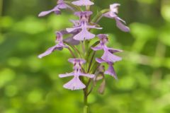 Purple Fringeless Orchid, Platanthera peramoena