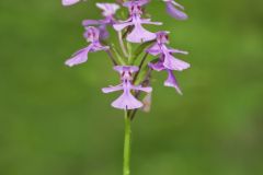 Purple Fringeless Orchid, Platanthera peramoena