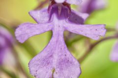 Purple Fringeless Orchid, Platanthera peramoena