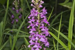 Purple Fringeless Orchid, Platanthera peramoena