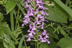 Purple Fringeless Orchid, Platanthera peramoena