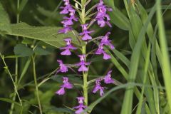 Purple Fringeless Orchid, Platanthera peramoena