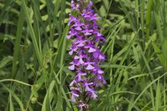 Purple Fringeless Orchid, Platanthera peramoena