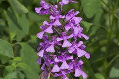 Purple Fringeless Orchid, Platanthera peramoena