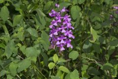 Purple Fringeless Orchid, Platanthera peramoena