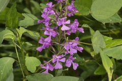 Purple Fringeless Orchid, Platanthera peramoena