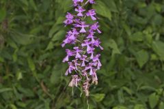 Purple Fringeless Orchid, Platanthera peramoena