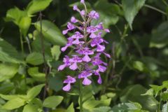 Purple Fringeless Orchid, Platanthera peramoena